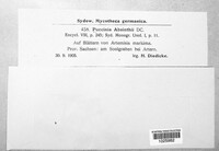 Puccinia absinthii image